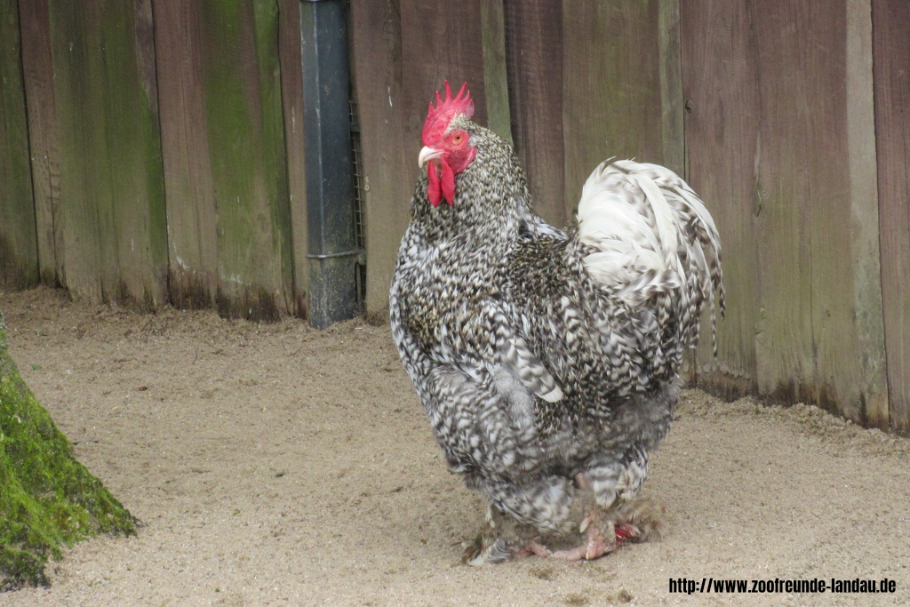 Neuwied - Huhn Neuwied - Huhn