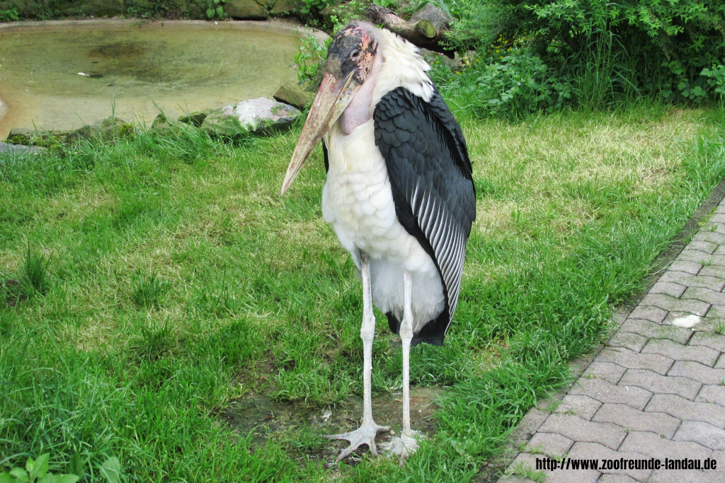 Marabu Marabu