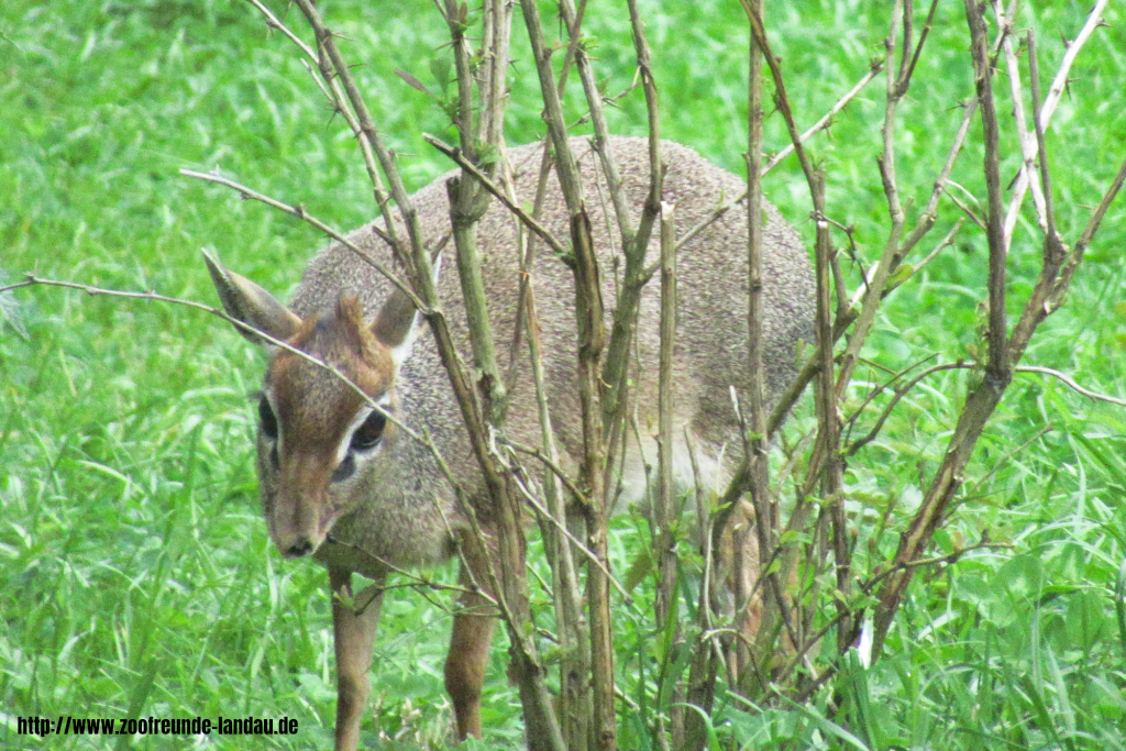 Kirk-Dikdik Kirk-Dikdik