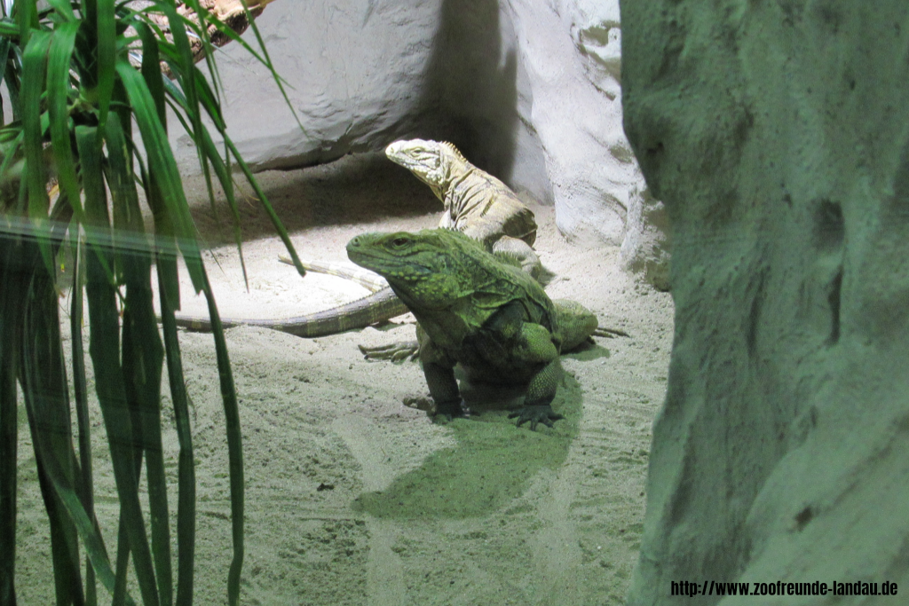 Leguan Leguan