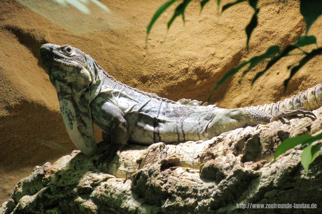Leguan Leguan