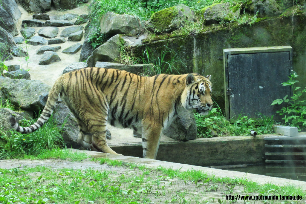 Tiger Tiger