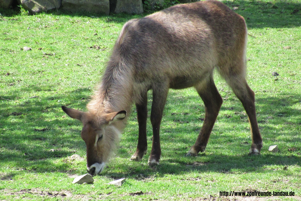 Defasse-Wasserbock Defasse-Wasserbock