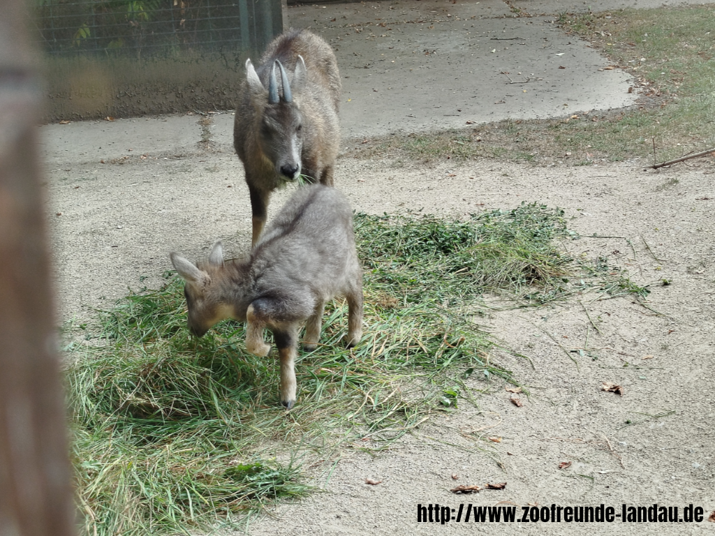 Zoo Magdeburg - Mittelchinesischer Goral - Gerhard Blumer Zoo Magdeburg - Mittelchinesischer Goral - Gerhard Blumer