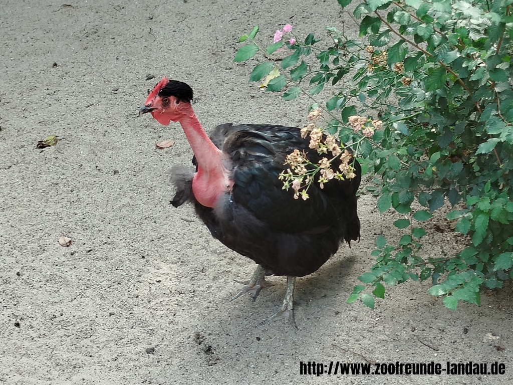 Zoo Magdeburg - Nackthalshuhn - Gerhard Blumer Zoo Magdeburg - Nackthalshuhn - Gerhard Blumer