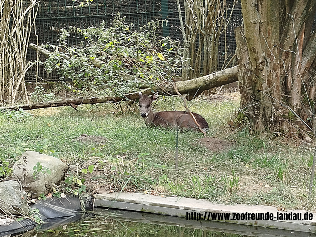 Zoo Magdeburg - Ostchinesischer Schopfhirsch - Gerhard Blumer Zoo Magdeburg - Ostchinesischer Schopfhirsch - Gerhard Blumer