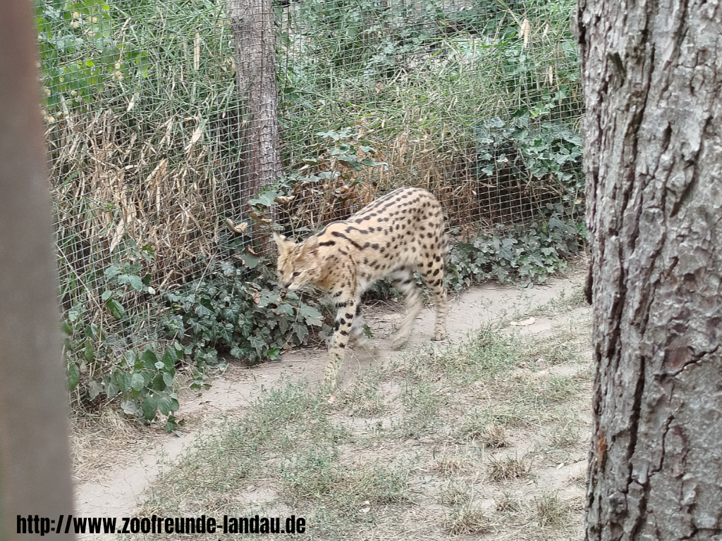 Zoo Magdeburg - Serval - Gerhard Blumer Zoo Magdeburg - Serval - Gerhard Blumer