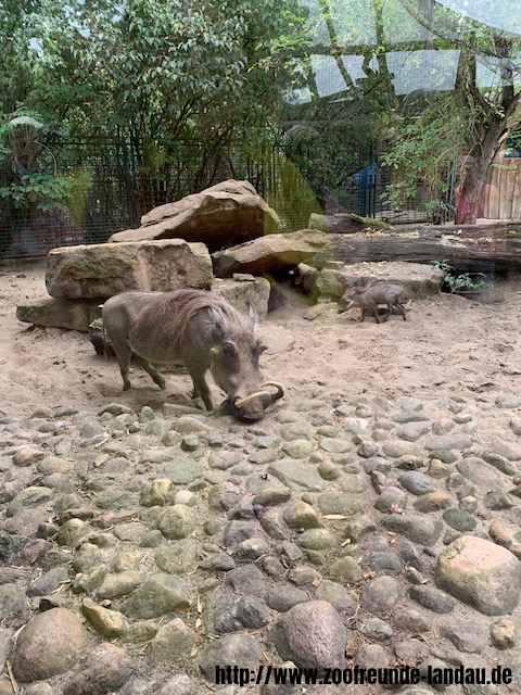 Zoo Magdeburg - Warzenschwein - Gerhard Krebs Zoo Magdeburg - Warzenschwein - Gerhard Krebs