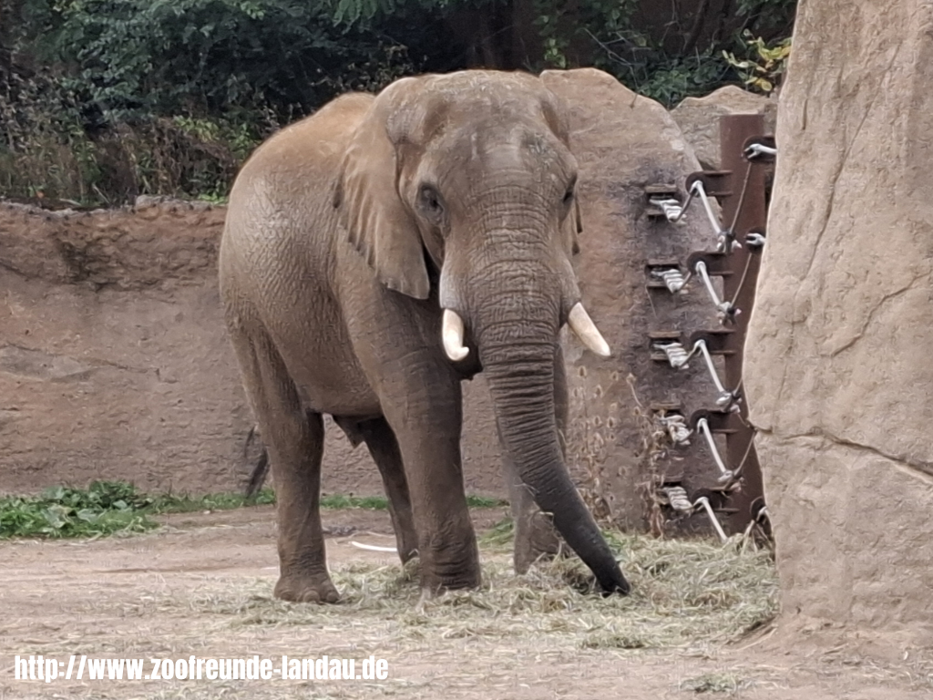 Zoo Magdeburg - Afrikanischer Elefant 1 - Dr. Jürgen Kissel Zoo Magdeburg - Afrikanischer Elefant 1 - Dr. Jürgen Kissel