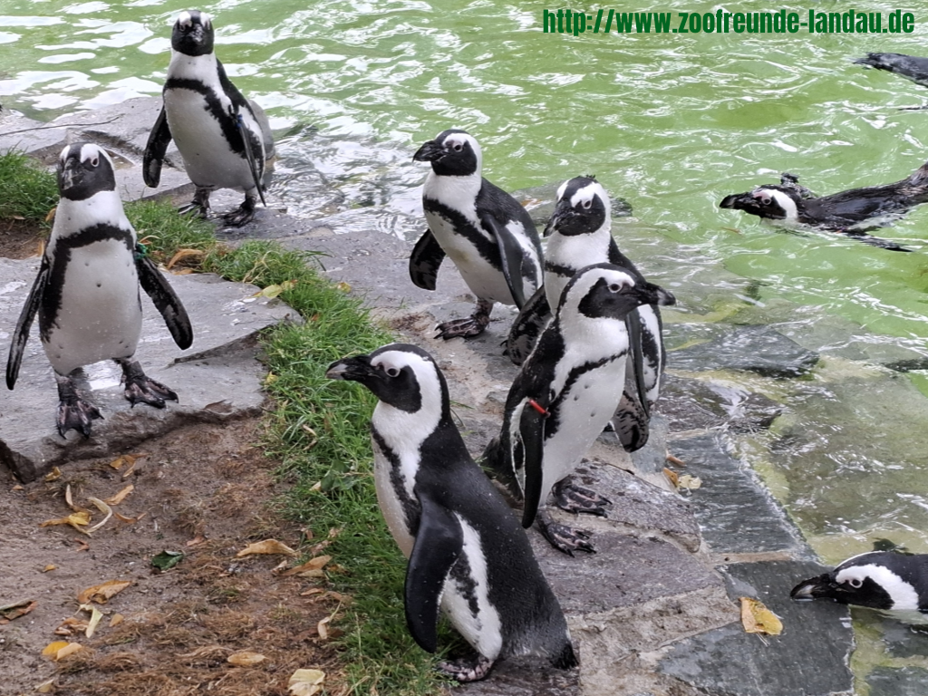 Zoo Magdeburg - Brillenpinguine - Dr. Jürgen Kissel Zoo Magdeburg - Brillenpinguine - Dr. Jürgen Kissel