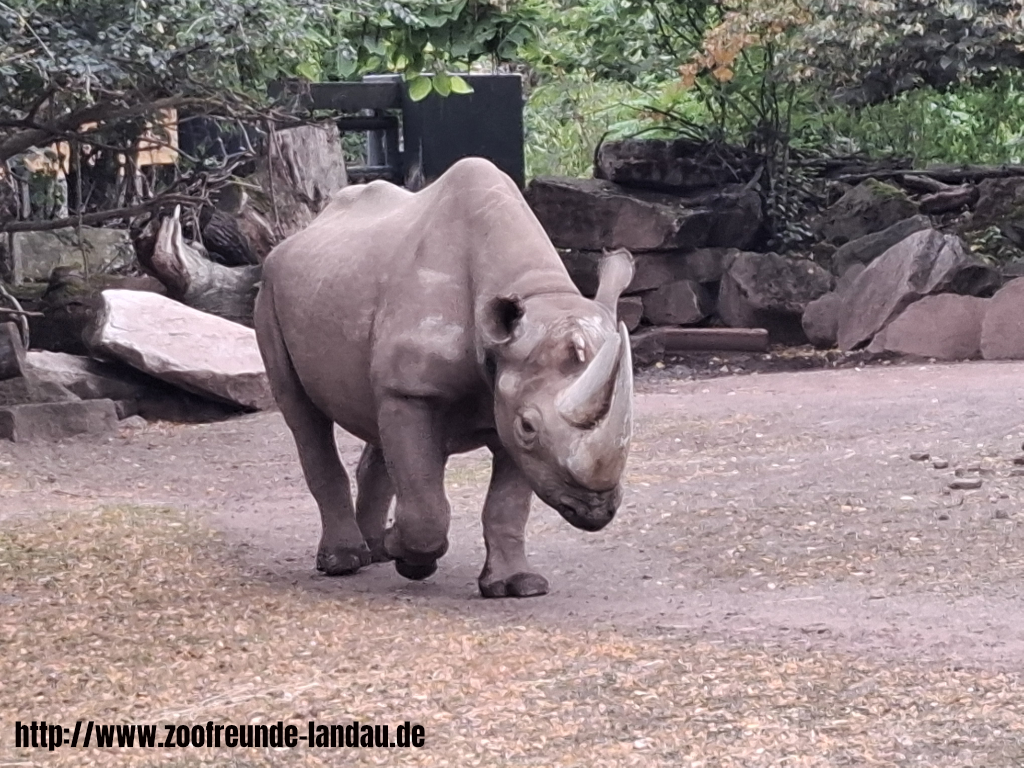 Zoo Magdeburg - Spitzmaul-Nashorn - Dr. Jürgen Kissel Zoo Magdeburg - Spitzmaul-Nashorn - Dr. Jürgen Kissel