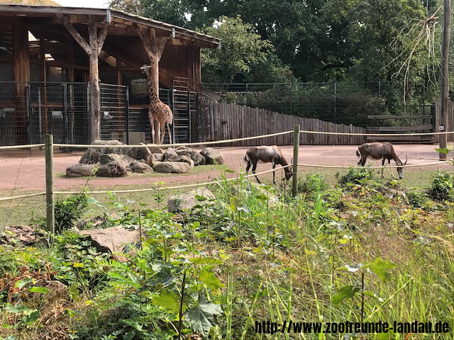 Zoo Magdeburg - Afrika-Savanne - Johannes Theobald Zoo Magdeburg - Afrika-Savanne - Johannes Theobald