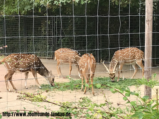Zoo Magdeburg - Axishirsch - Johannes Theobald Zoo Magdeburg - Axishirsch - Johannes Theobald