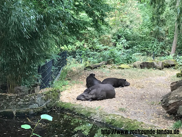 Zoo Magdeburg - Flachland-Tapir - Johannes Theobald Zoo Magdeburg - Flachland-Tapir - Johannes Theobald