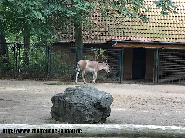 Zoo Magdeburg - Onager - Johannes Theobald Zoo Magdeburg - Onager - Johannes Theobald