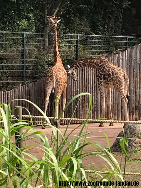 Zoo Magdeburg - Rothschild-Giraffe - Johannes Theobald Zoo Magdeburg - Rothschild-Giraffe - Johannes Theobald