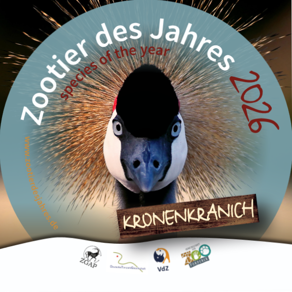 Zootier des Jahres 2026 - Kronenkranich