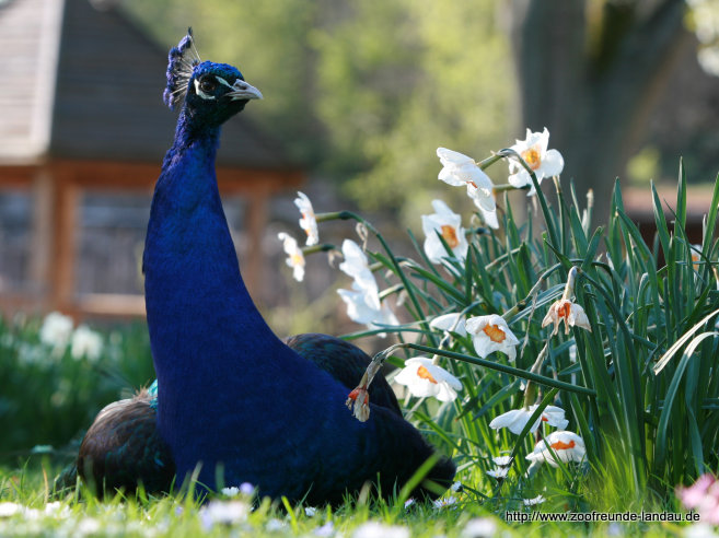 Pfau