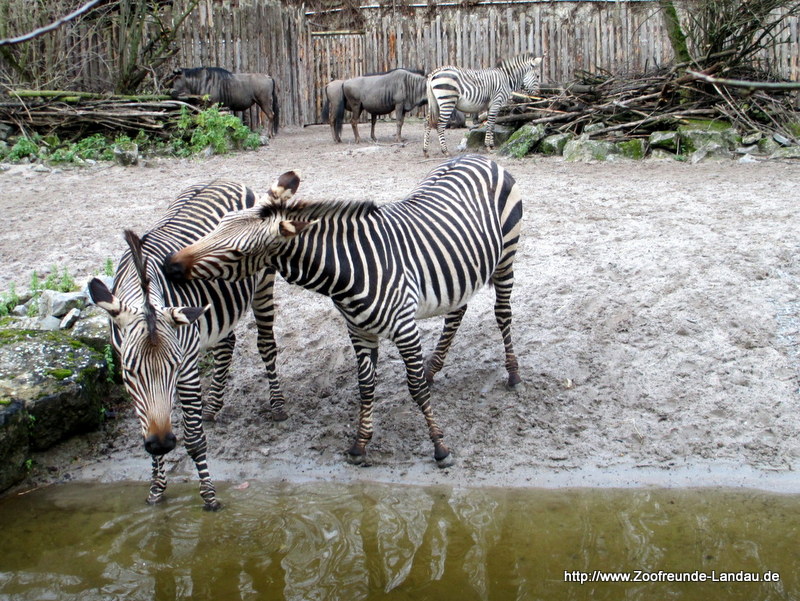 Hartmann-Bergzebra