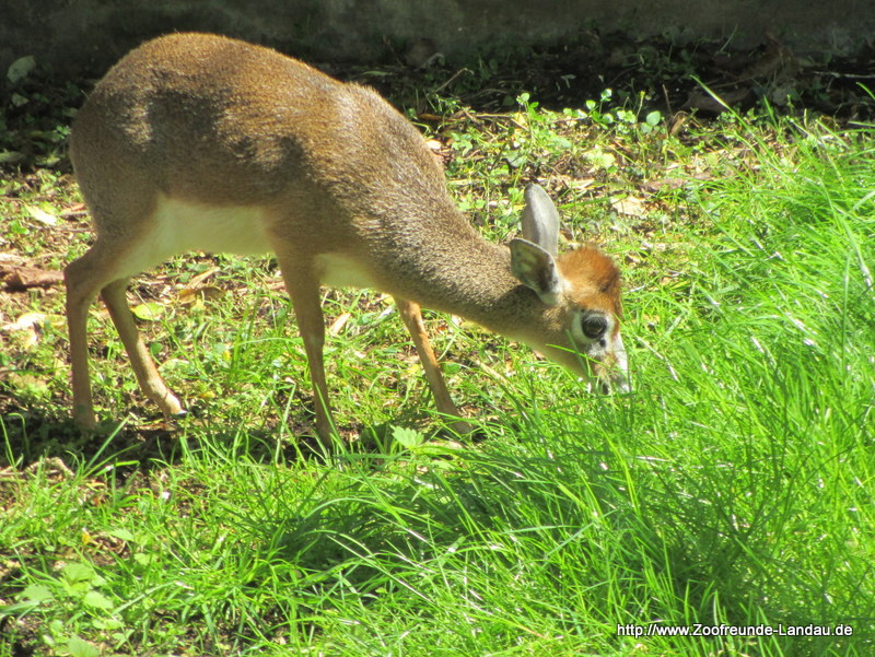 Dikdik