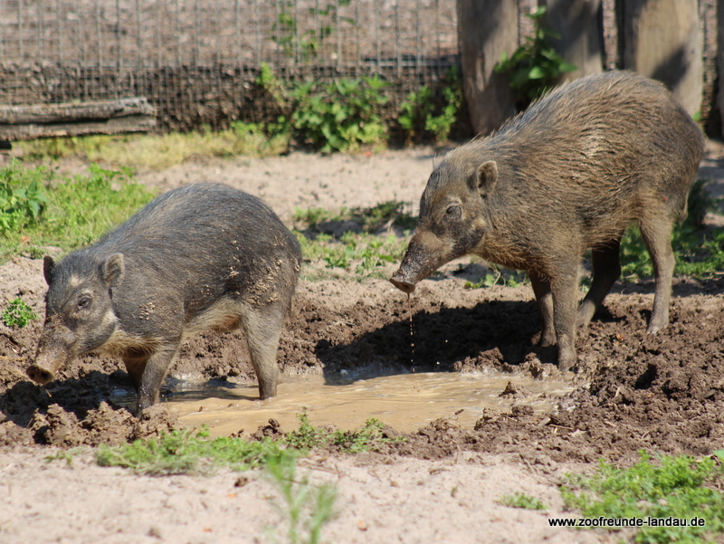 Mähnenschwein