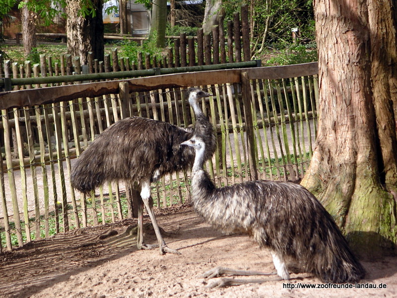 Emu