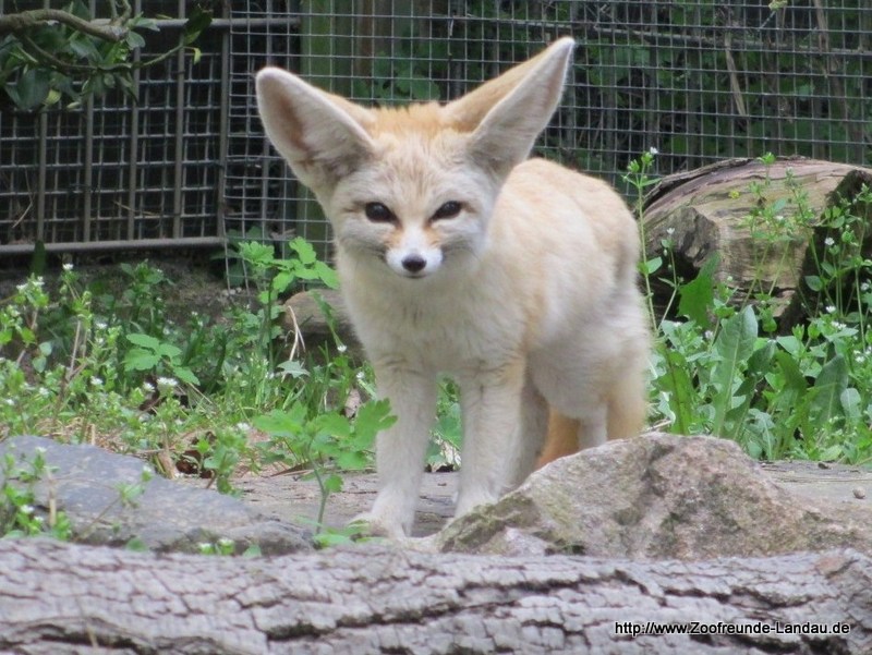 Fennek Wüstenfuchs