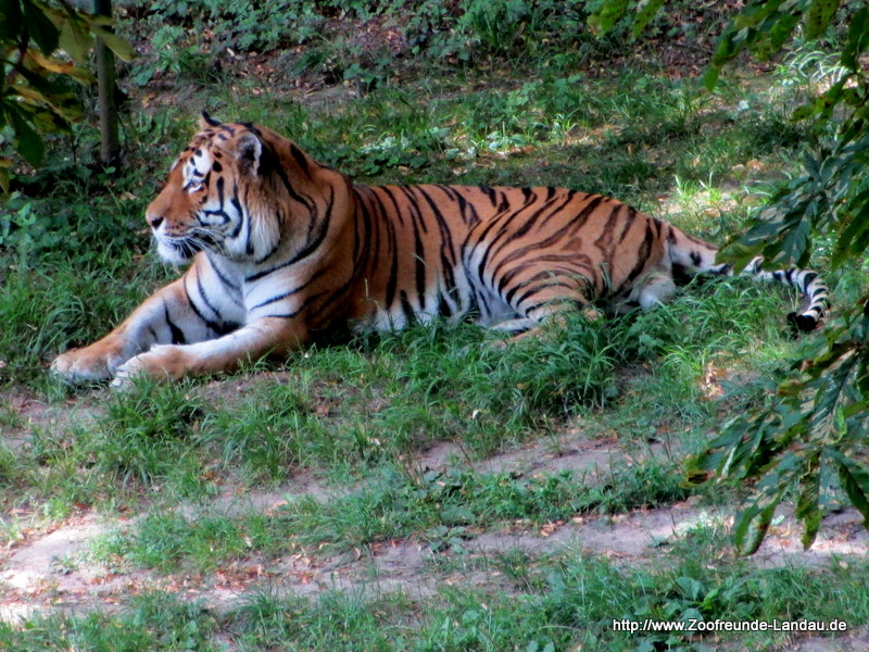 Sibirischer Tiger