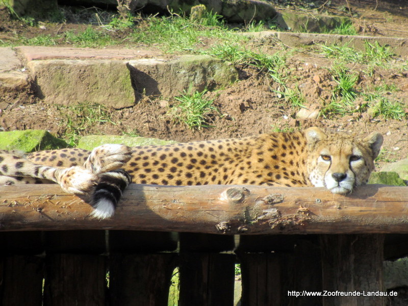 Sudan Gepard