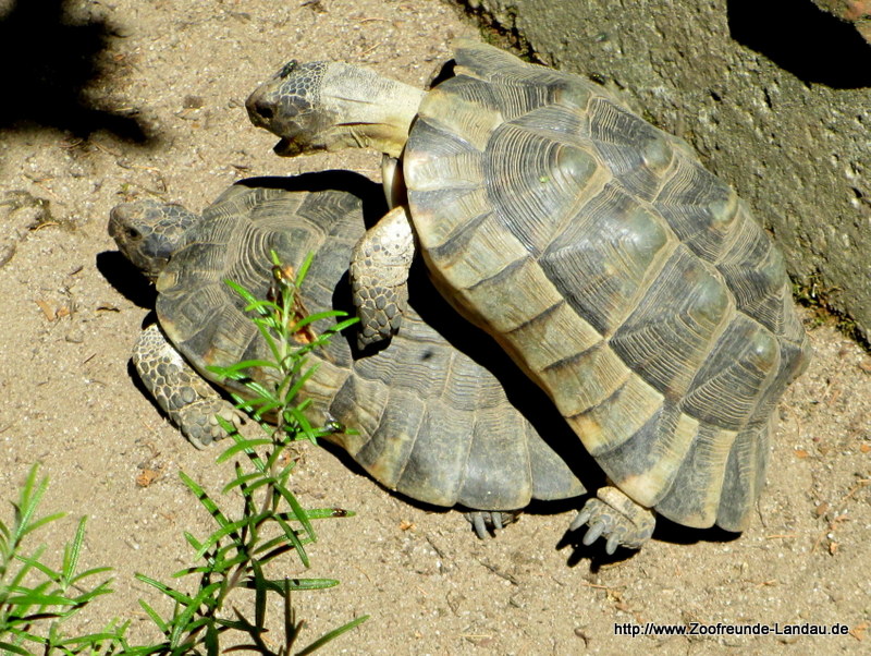 Landschildkröte