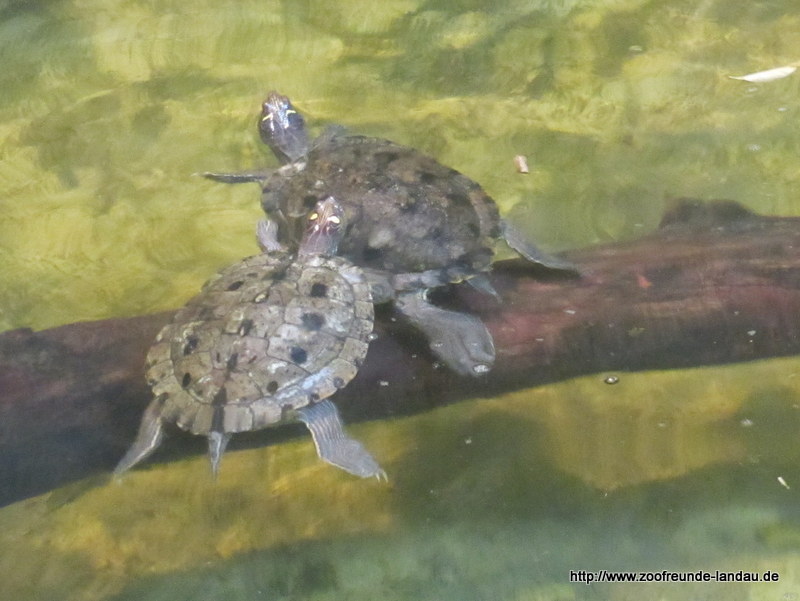 Wasserschildkröte