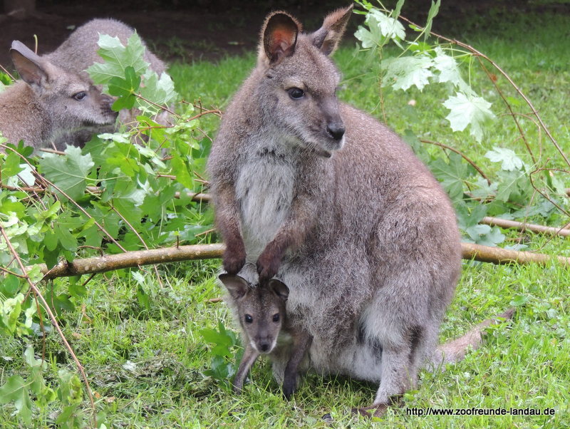 Känguru